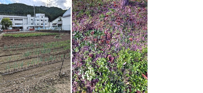 おさんぽしよう